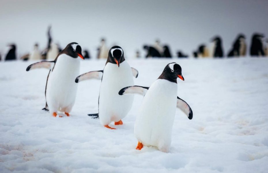 Webinar – 3 ways of traveling in Antarctica