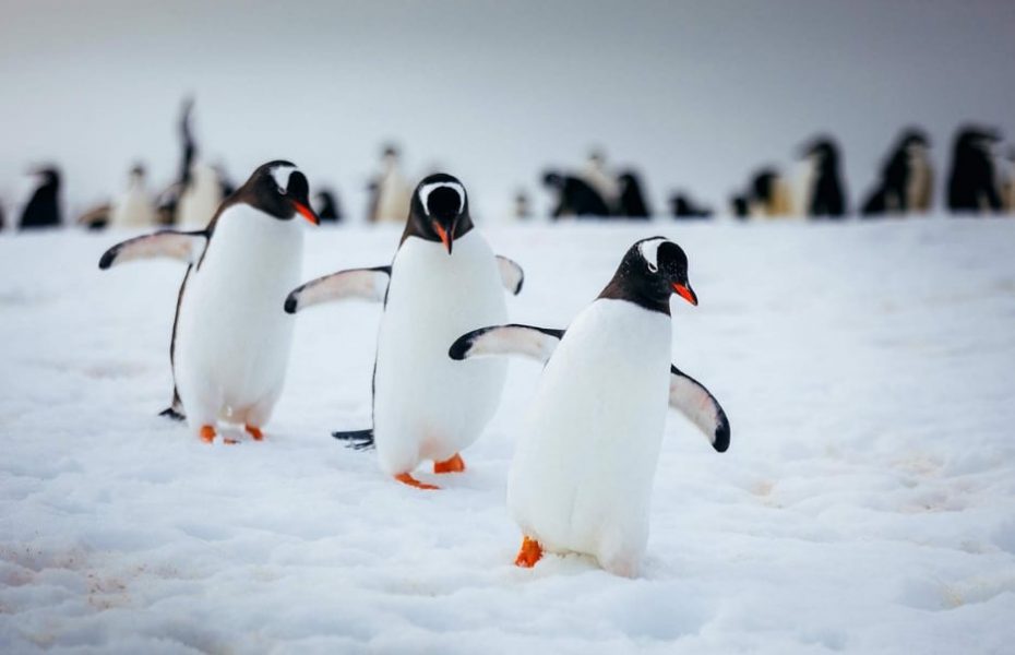 Webinar – 3 different ways to travel to Antarctica