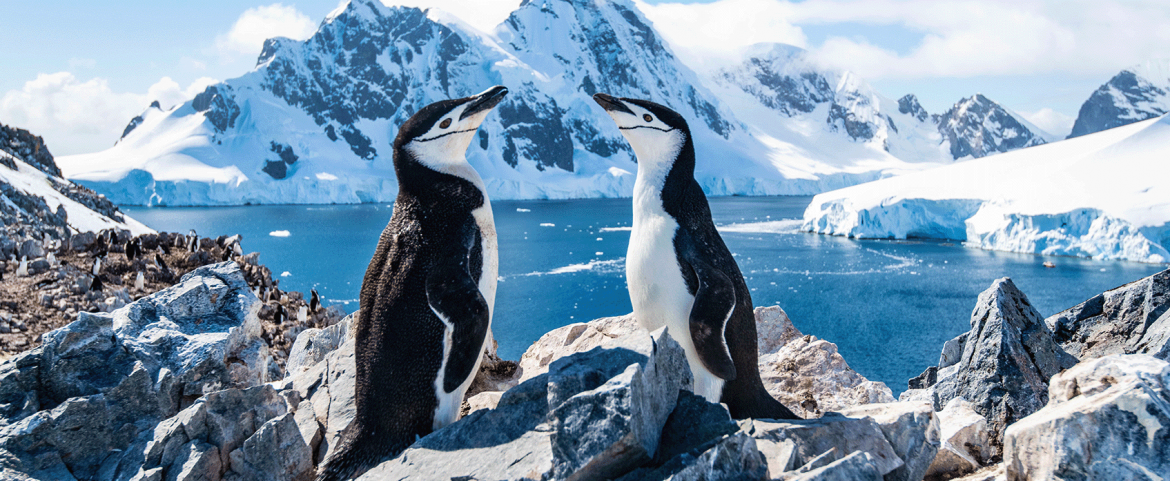 Antarctica Cruising With Silversea