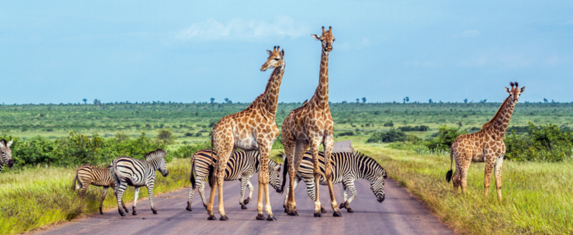 Rediscover Africa Now Special Offers – Answer the Call of the Wild