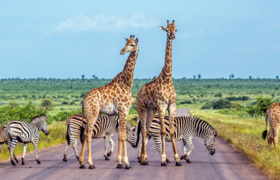 Rediscover Africa Now Special Offers – Answer the Call of the Wild