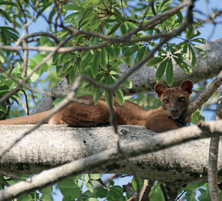 26 SEP (TUE) 2023 ANJAJAVY / DEPARTURE FROM ANTANANARIVO