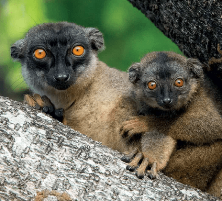 17 SEP (SUN) 2023 ANTANANARIVO / ANDASIBE NATIONAL PARK