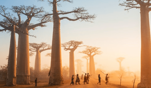 11 DAYS WINGS OVER MADAGASCAR (16 – 26 Sep 2023)