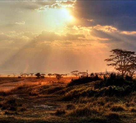 ARRIVAL IN KRUGER