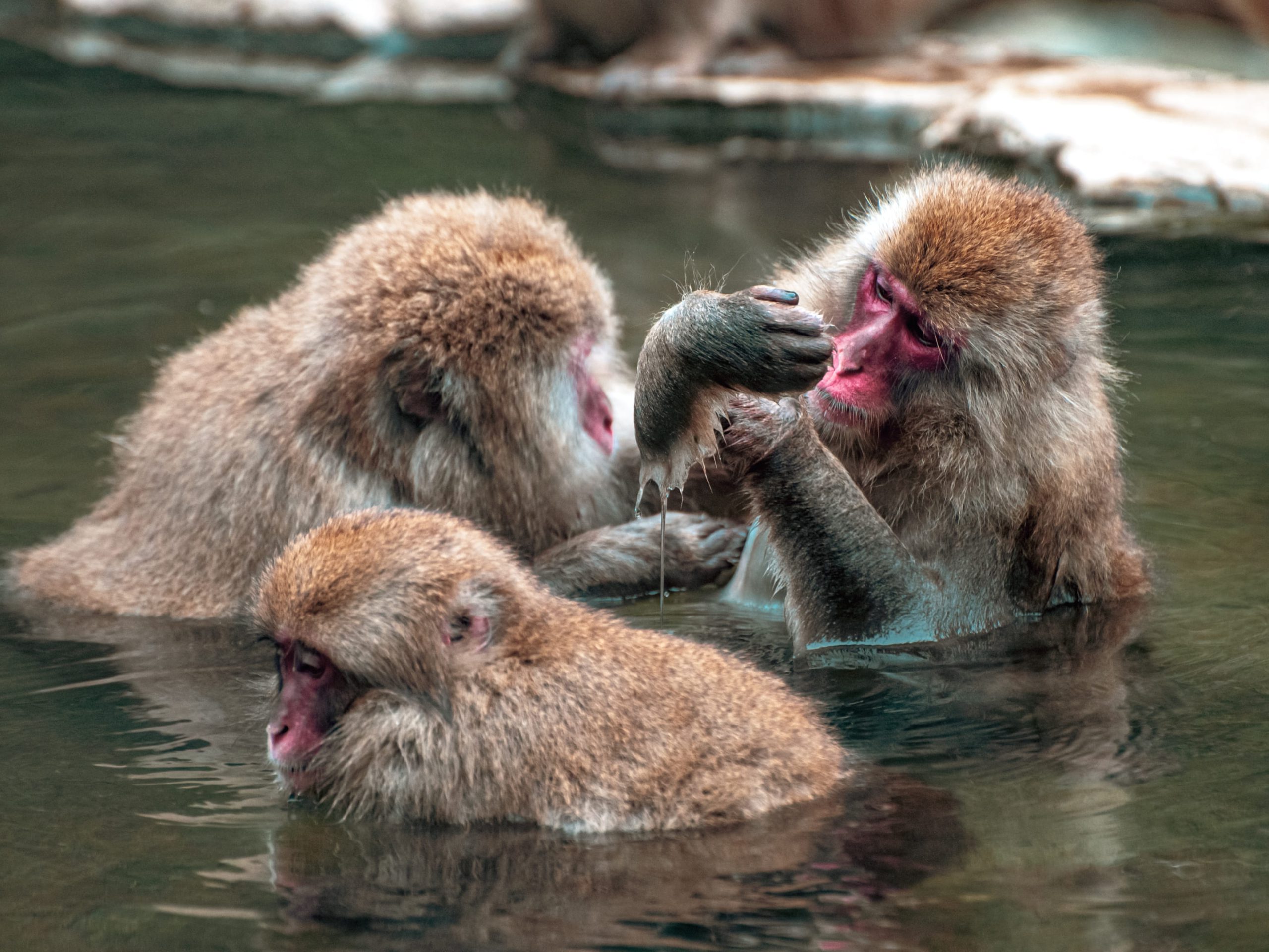Image of 3 Snow Monkeys, in Hot springs bath