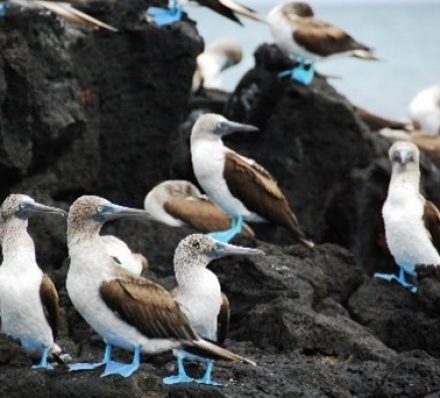 CRUISING GALAPAGOS CRUISE 