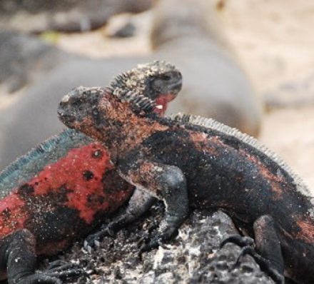 QUITO / CRUISING GALAPAGOS ISLAND 