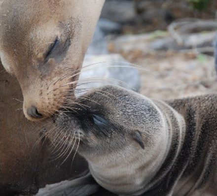 CRUISING GALAPAGOS ISLANDS