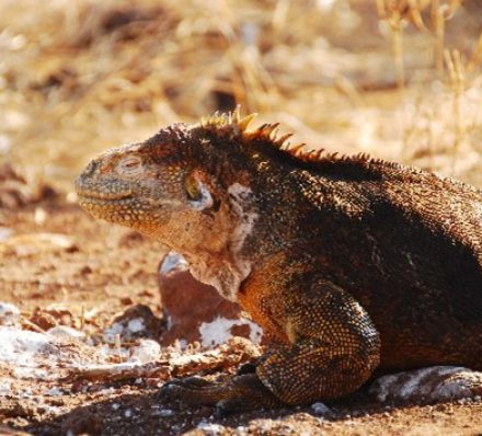 CRUISING GALAPAGOS ISLANDS