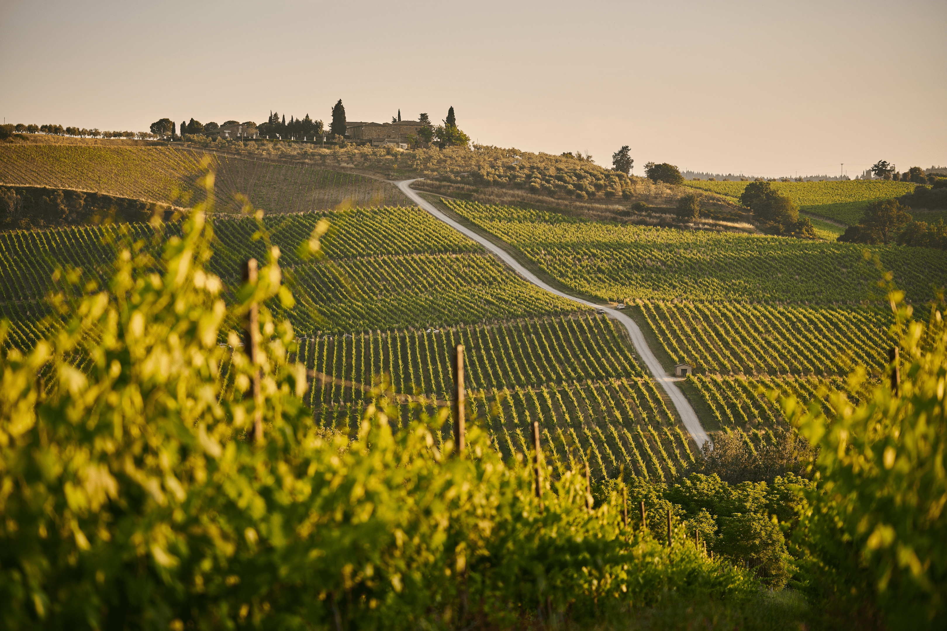 Italian wine fields