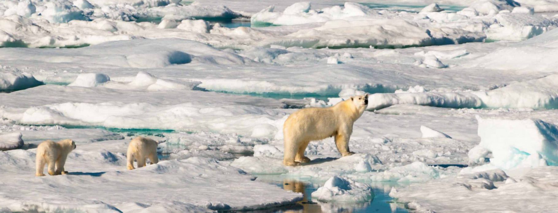 Arctic