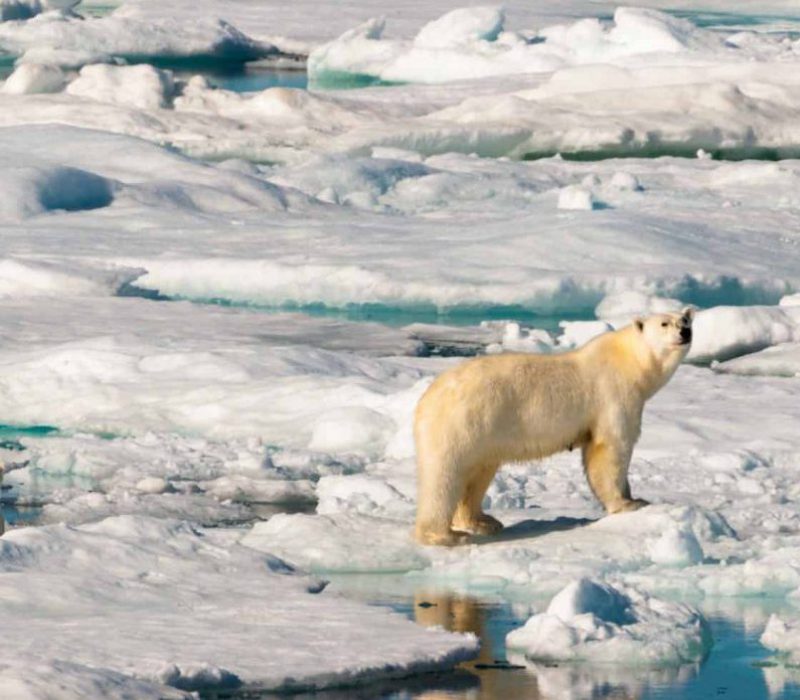 Arctic
