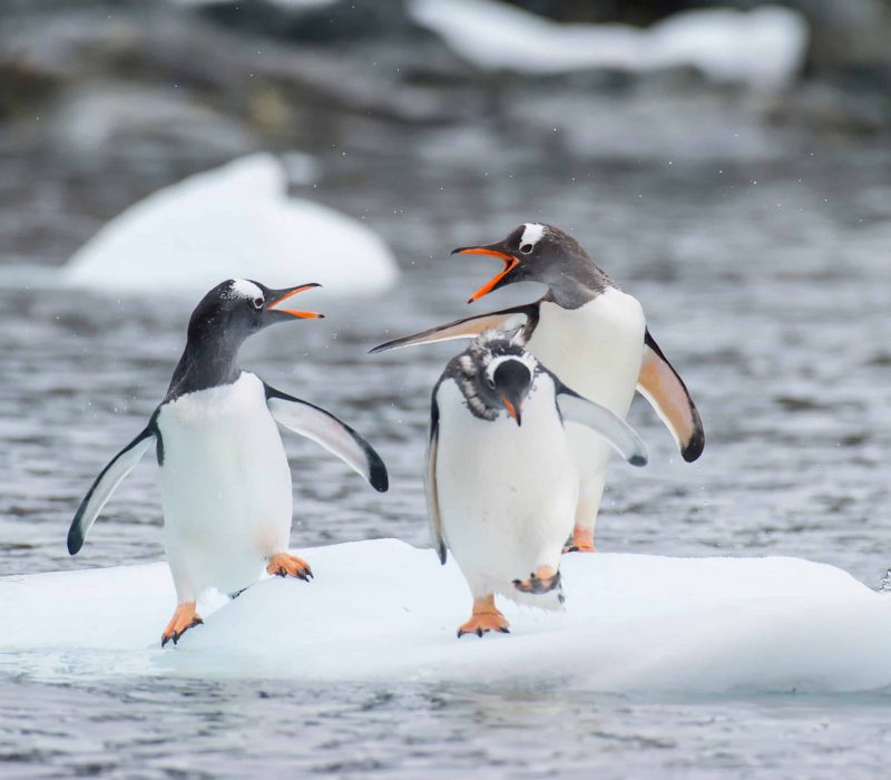 Antarctica - Webinar