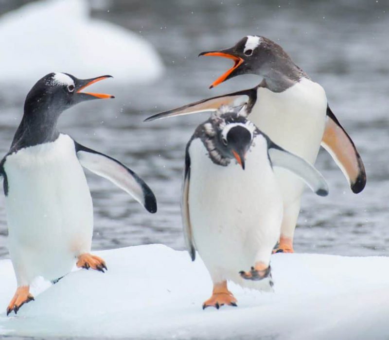 Antarctica - Webinar