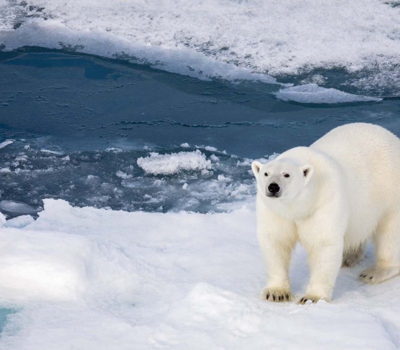 Arctic