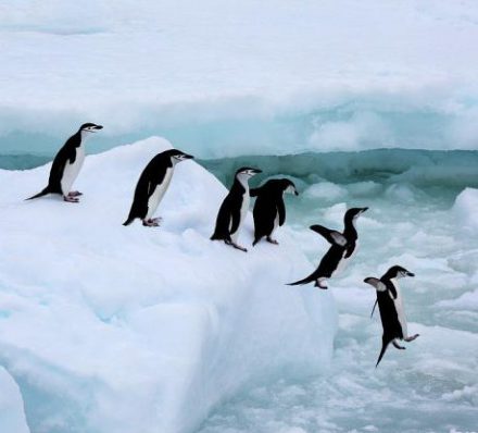 Cruise Antarctic Peninsula & South Shetland Islands