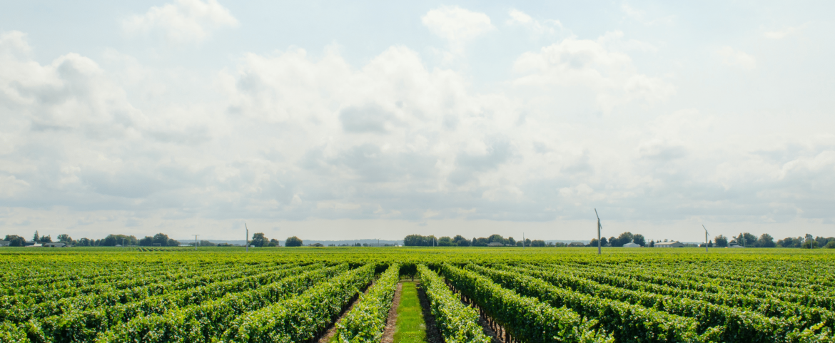 australian wine field