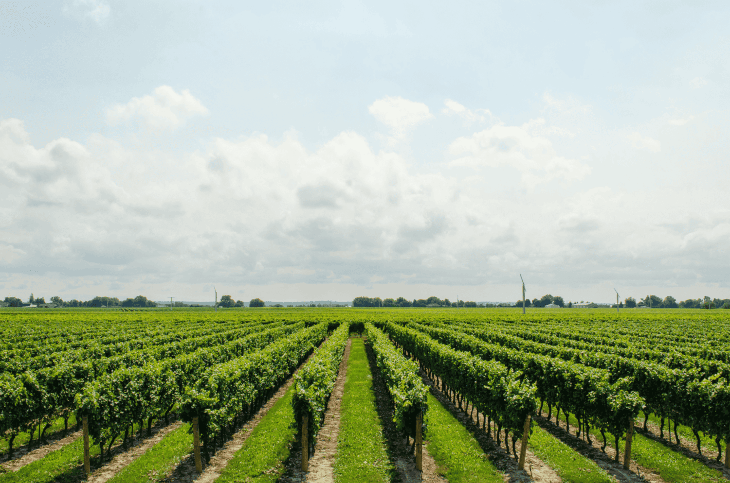 australian wine field