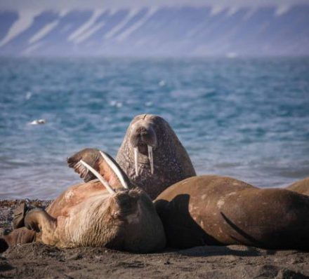 DAY AT SEA ALONG SPITSBERGEN 