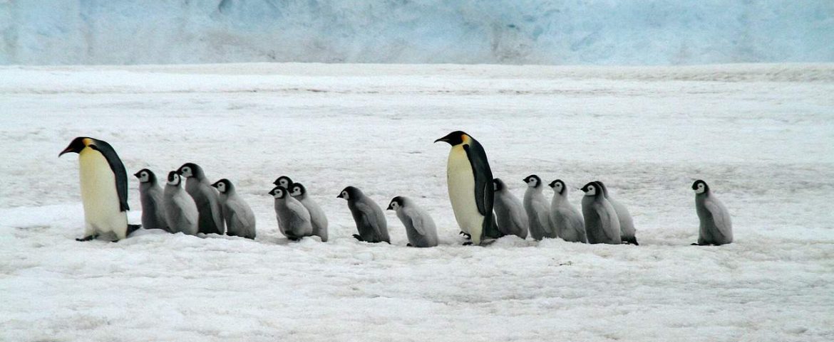 Wildlife and Wilderness of The Antarctica Peninsula