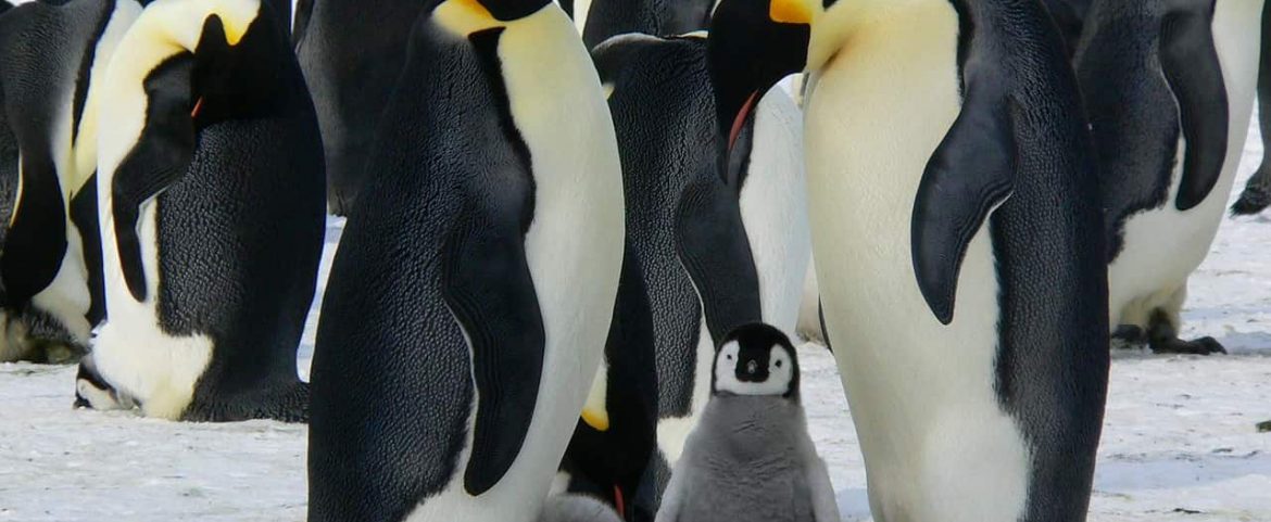 emperor penguins at atka bay