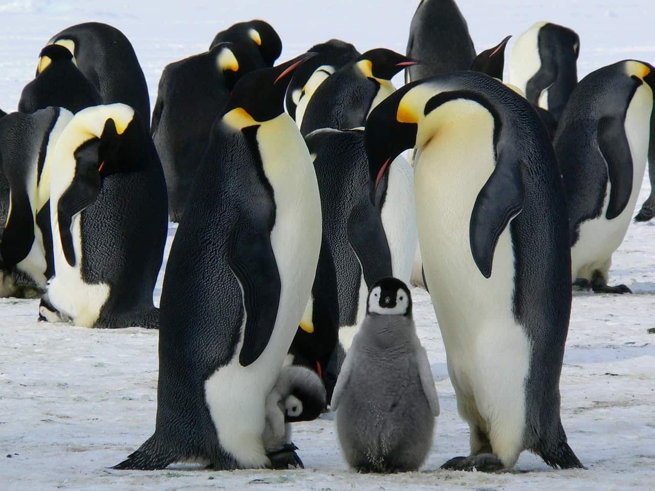 emperor penguins at atka bay