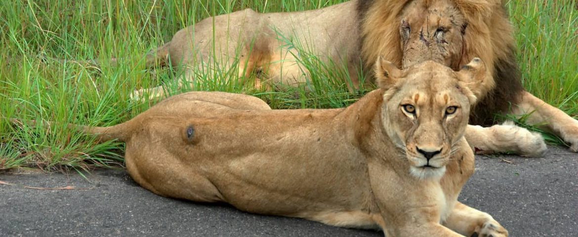 South African safari tours at Kruger National Park