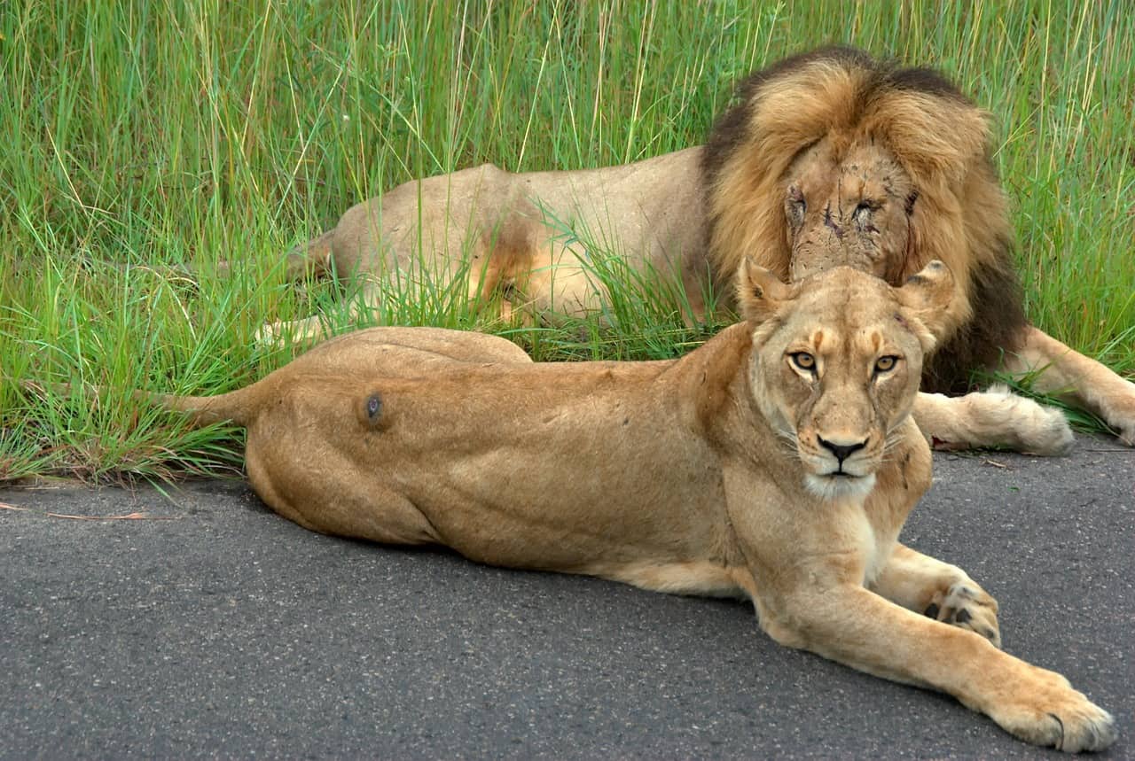 South African safari tours at Kruger National Park