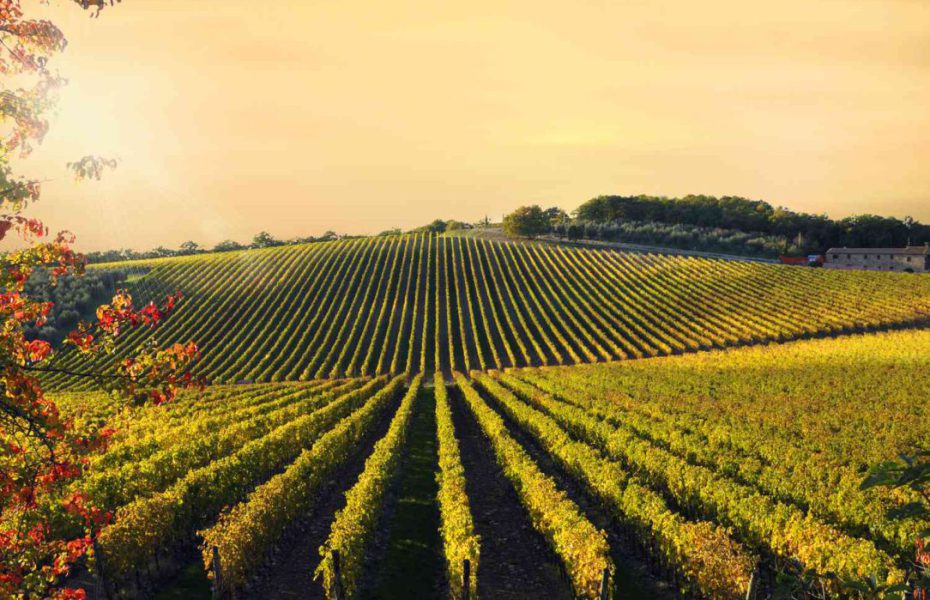 A luxury Tuscany Tour of the Finest Vineyards