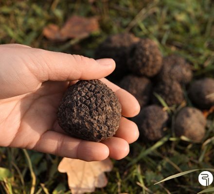 Image of person hunting for truffles in Tuscany