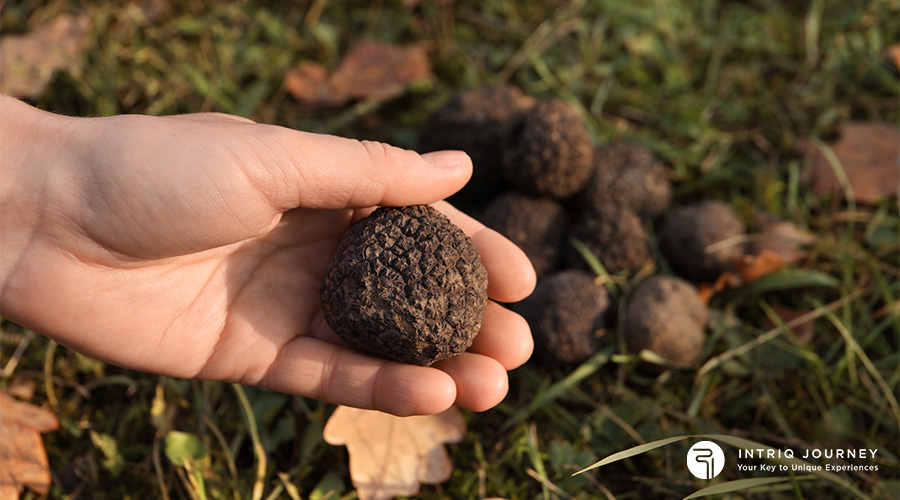 Image of person hunting for truffles in Tuscany