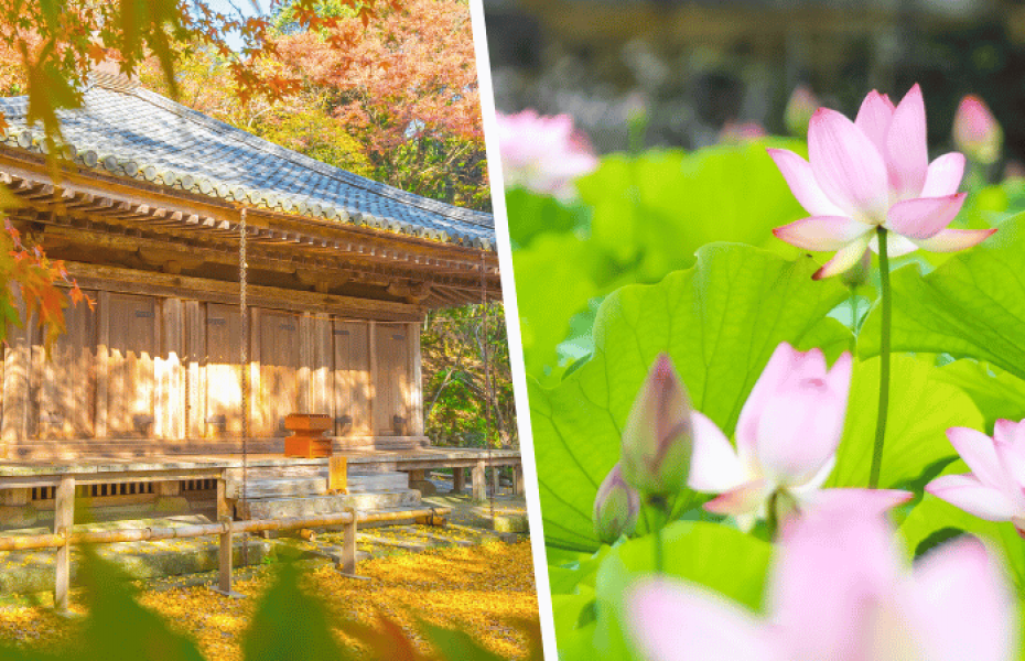 Oita & Its Beauty in Four Seasons