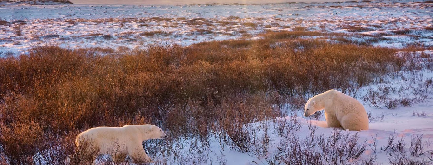 7 DAYS POLAR BEAR SAFARI IN CHURCHILL WILDERNESS