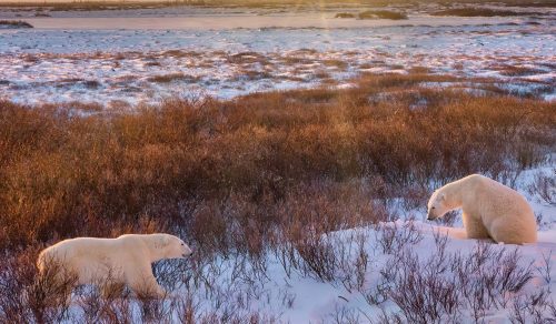 7 DAYS POLAR BEAR SAFARI IN CHURCHILL WILDERNESS