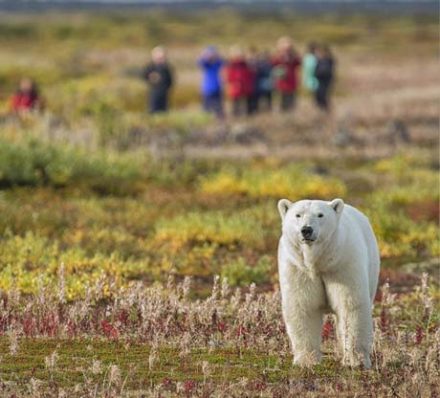 POLAR BEAR PHOTO SAFARI