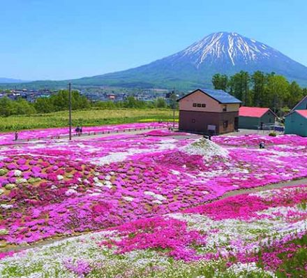 ARRIVAL IN NISEKO