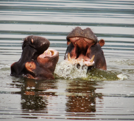 Kigali / Akagera National Park 