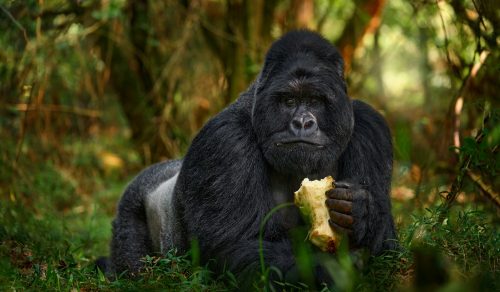 6 DAYS INTO THE GORILLA KINGDOM OF RWANDA