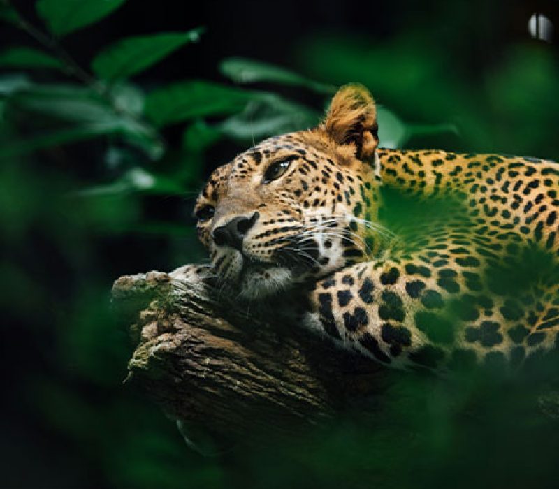 Brazil's Wilderness