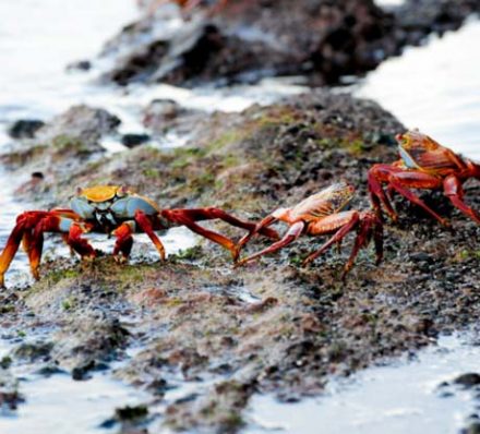 North Seymour Island & Santiago Island 