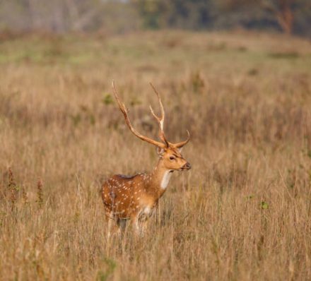 Departure from Kanha