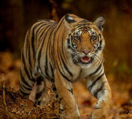 Kanha Tiger Reserve