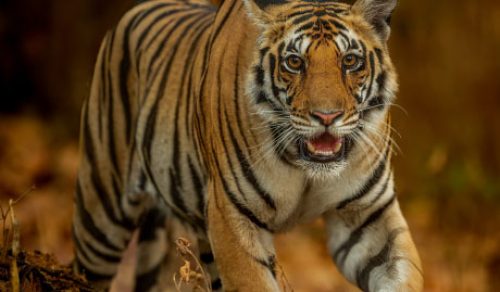 8 DAYS ROARING TALES: A JUNGLE BOOK TIGER SAFARI