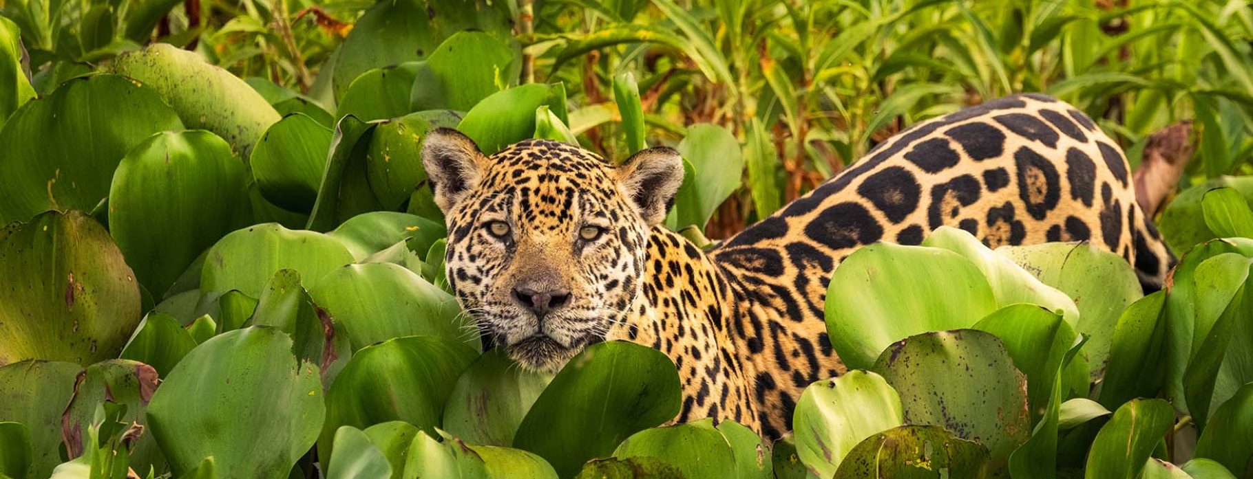 10 DAYS UNTAMED BRAZIL: AMAZON, PANTANAL & JAGUARLAND 