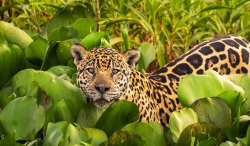 10D UNTAMED BRAZIL: AMAZON, PANTANAL & JAGUARLAND