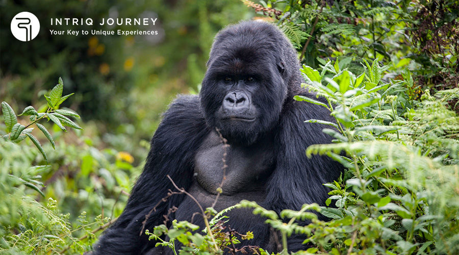 Gorilla Family Rwanda