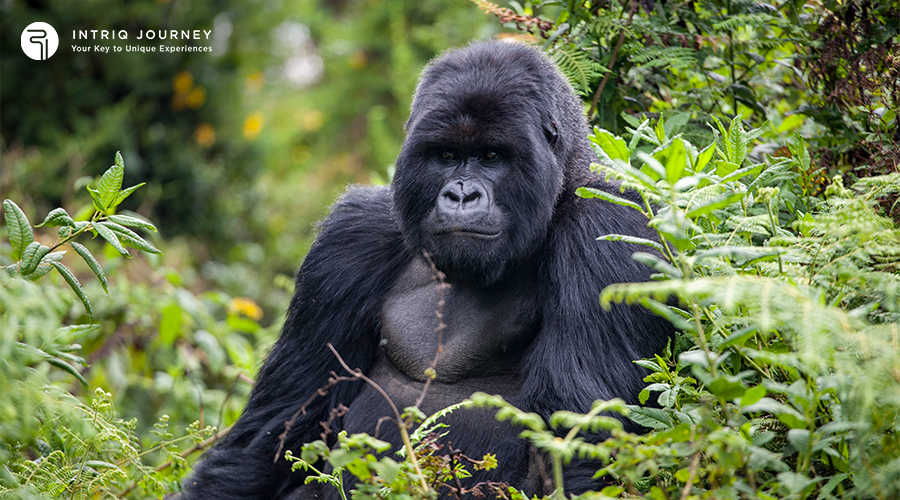 Gorillas in Rwanda