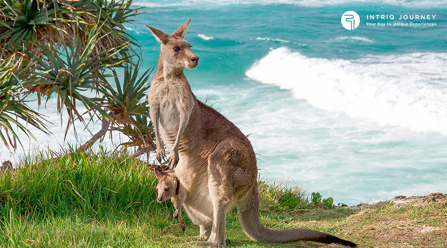 Kangaroos on Kangaroo Island