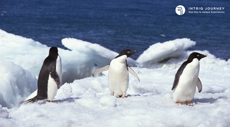 Penguins Waddling On Ice